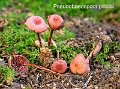 Pseudobaeospora pillodii-amf2129